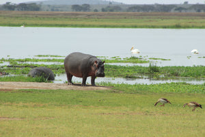 Hippopotamus