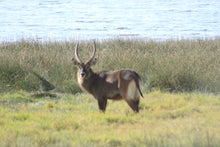 Load image into Gallery viewer, African Antelope B