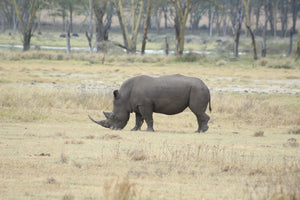 Rhinoceros